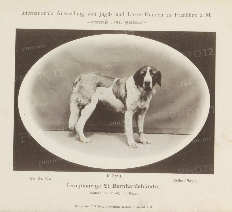 Saint Bernard Erika-Plavia who won a second prize at the Internationale Ausstellung von Jagd und Luxus Hunden in 1891, Long-haired St. Bernhardshündin, Internationale Ausstellung von Jagd- und Luxus-Hunden zu Frankfurt a. M. 1891, page, photomechanical print, inscription: 'II. Price. Erika-Plavia. Besitzer : A. Schad, Tuttlingen.', number: 'Cat.-No. 901.', Frankfurt am Main, maker: Carl Friedrich Fay, 1891, photographer, Hessen, paper, collotype, photoprint, height 122 mm x width 173 mm, dog, A black and white photograph shows a large dog standing on a flat surface within an oval vignette framed by a dark rectangular border, the dog has long fur with darker patches on its head and back and lighter fur on its legs and chest, its head is turned slightly toward the viewer with a calm expression and floppy ears, a thin leash or lead is attached near its collar and extends upward, the background inside the oval is plain and evenly shaded, and the overall image is bordered by a light paper m...