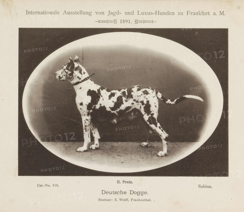 Great Dane Sabina who won a second prize at the Internationale Ausstellung von Jagd und Luxus Hunden in 1891, Deutsche Dogge, Internationale Ausstellung von Jagd- und Luxus-Hunden zu Frankfurt a. M. 1891, page, photomechanical print, inscription: 'II. Price. Sabina. Besitzer: E. Wolff, Frankenthal.', number: 'Cat.-No. 810.', Frankfurt am Main, maker: Carl Friedrich Fay, 1891, photographer, Hessen, paper, collotype, photoprint, height 122 mm x width 173 mm, dog, A black and white photograph of a large spotted dog standing in profile on a flat surface inside an oval vignette, with a dark background beyond the vignette and a light border around the image; the dog wears a collar with a short chain, has a patchy coat of dark and light areas, a raised tail with a lighter tip, upright ears, and visible paws on the ground.