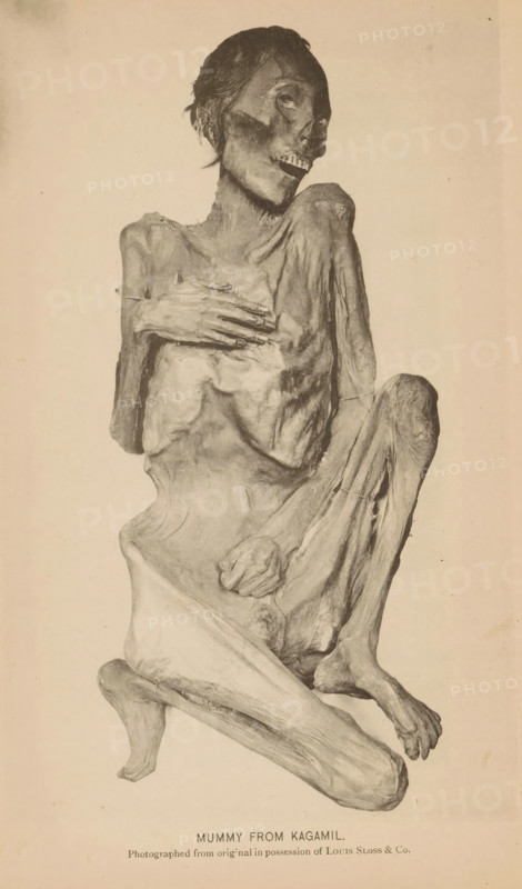 Mummy from Kagamil Island in Alaska, Mummy from Kagamil, page, photomechanical print, inscription: 'Photographed from original in possession of Louis Sloss & Co.', photographer: anonymous, cliché maker: Photo-Engraving Co., New York (city), c. 1885 - in or before 1890, North America, paper, collotype, photoprint, height 187 mm x width 114 mm, mummy, A sepia-toned photograph of a human mummy displayed upright with a tilted head and exposed teeth, sunken eye sockets, and remnants of dark hair; the torso is emaciated with ribs and collarbones prominent, one hand rests across the chest while the other is curled near the abdomen, the skin appears tightly desiccated and wrinkled with visible fibrous texture; the legs are drawn up with knees bent and feet visible, the background is plain and light-colored.