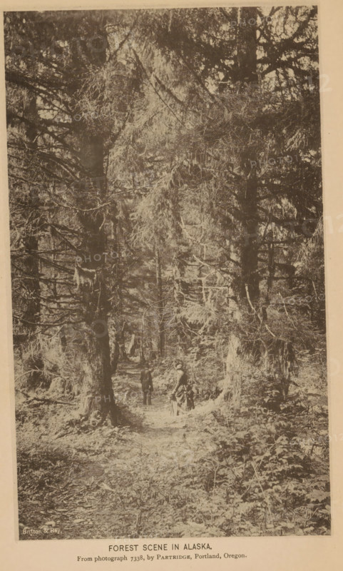 Forest scene in Alaska, Two people in a forest in Alaska, page, photomechanical print, inscription: 'From photograph 7338, by Partridge, Portland Oregon', photographer: William Henry Partridge, Sitka, cliché maker: Britton & Rey, San Francisco, c. 1885 - in or before 1890, North America, California, Alaska, paper, collotype, photoprint, height 184 mm x width 108 mm, historical persons, forest, wood, A sepia-toned photograph showing a dense forest with tall trees and thick branches forming a canopy overhead, a narrow dirt path winding through the undergrowth, two small human figures standing on the path among the trees with one wearing a long dress and the other in trousers and a coat, scattered patches of low vegetation and ferns on the forest floor, and trunks and roots with textured bark framing the scene.