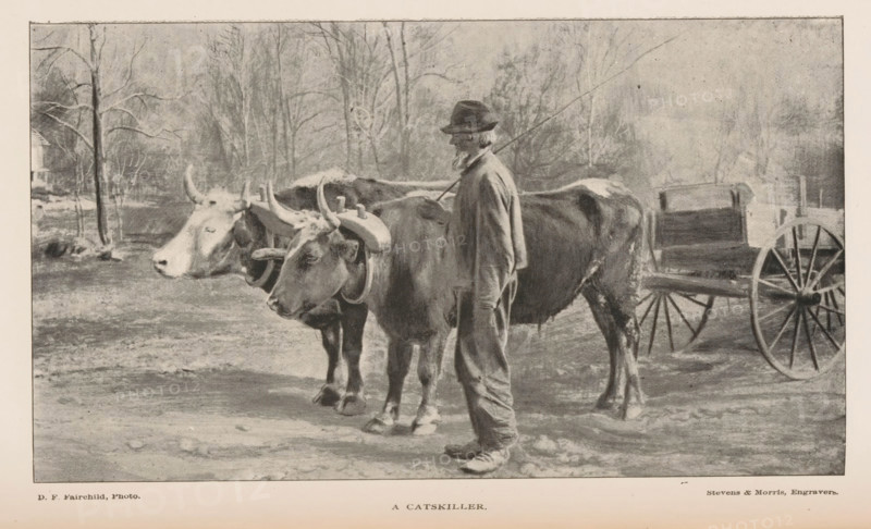 Farmer with two cows pulling a cart, A Catskiller, page, photomechanical print, photographer: DF Fairchild, cliché maker: Stevens & Morris, 1887 - 1907, paper, autotypie, height 101 mm x width 178 mm, farmers, cow, (farm) wagon, freight wagon, cart, A sepia-toned scene showing a man standing beside two yoked oxen in shallow water, the man wearing a hat and long coat and holding a long pole, the oxen facing left with wooden yokes over their necks, and a wooden wagon with large spoked wheels positioned behind them; bare trees and a muted landscape appear in the background.