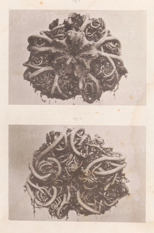 Two astrophytons, a genus of brittle stars, page, photomechanical print, number: 'Pl. 1. Fig. 1 Fig. 2', maker: Maurits Verveer, c. 1878 - in or before 1879, paper, collotype, photogravure, height 285 mm x width 225 mm, Prints at the back of the book., echinoderms: starfish, A faded, sepia-toned page showing two rectangular photographic prints stacked vertically, each depicting a round, densely coiled mass of long, tubular, rope-like forms intertwined with curled, ribbon-like elements and thin stringy fragments; the upper print centers on a circular arrangement with a star-shaped central structure surrounded by numerous looping tubular shapes, while the lower print shows a similar tangled cluster of coils and spirals filling the frame; the paper has light stains and small spots, and the photos have soft contrast and textured edges.