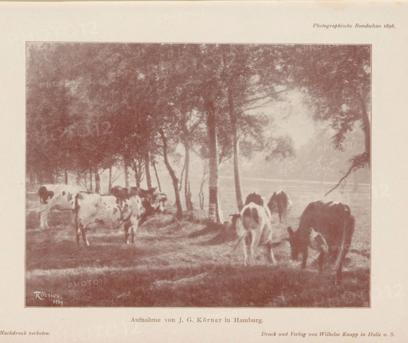 View of some grazing cows near trees, page, photomechanical print, monogram: 'MR, &Co', photographer: JG Körner, cliché maker: Meisenbach, Riffarth & Cie. (possibly), Berlin, printer (person): Wilhelm Knapp Verlag, Halle an der Saale, c. 1893 - in or before 1898, printer (person), Saxony-Anhalt, paper, autotypie, height 123 mm x width 161 mm, trees, cow, A faded sepia-toned image framed by a pale border shows a pastoral scene with several cows grazing and standing on grassy ground beneath a row of tall, leafy trees, with tree trunks and branches creating vertical lines and dappled light and shadow across the scene; the cows display varied coat patterns and are positioned at different angles, some with heads lowered to the grass and others facing sideways, while the background fades into a hazy, softly lit area beyond the trees.