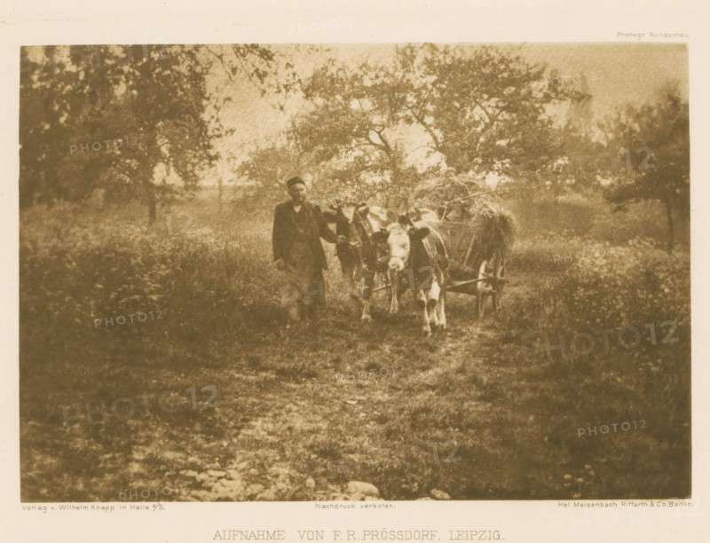 Farmer with a hay wagon, page, photomechanical print, photographer: FR Prössdorf, Leipzig, cliché maker: anonymous, printer (person): Wilhelm Knapp Verlag, Halle an der Saale, c. 1893 - in or before 1898, printer (person), Saxony-Anhalt, Saxony, paper, photoaquatint, height 107 mm x width 156 mm, Print after page 96., farmers, hay-wagon, A sepia-toned photograph shows a man standing beside a cart drawn by two cows on a grassy path surrounded by trees and foliage, the cart carrying a load of hay and a seated figure, with dappled light filtering through the tree canopy above.