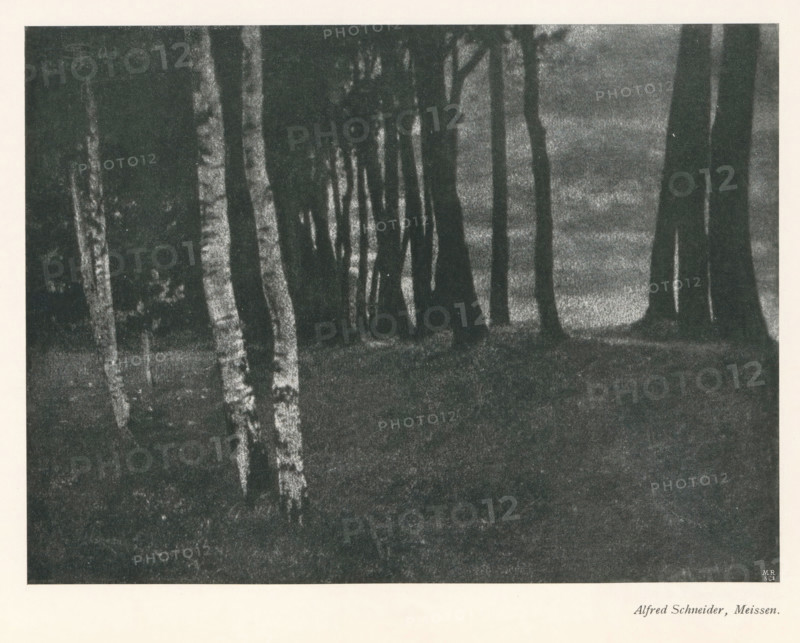 Forest, with birches in the foreground, page, photomechanical print, photographer: Alfred Schneider, cliché maker: Meisenbach, Riffarth & Cie. (possibly), Berlin, c. 1898 - in or before 1903, paper, autotypie, height 141 mm x width 190 mm, Print on second unnumbered page after page 234., wood, trees: birch, A grainy monochrome image showing vertical tree trunks of varying thickness standing on a dark textured ground, with lighter bark patterns visible on some trunks and a dimly lit, slightly mottled background behind them.