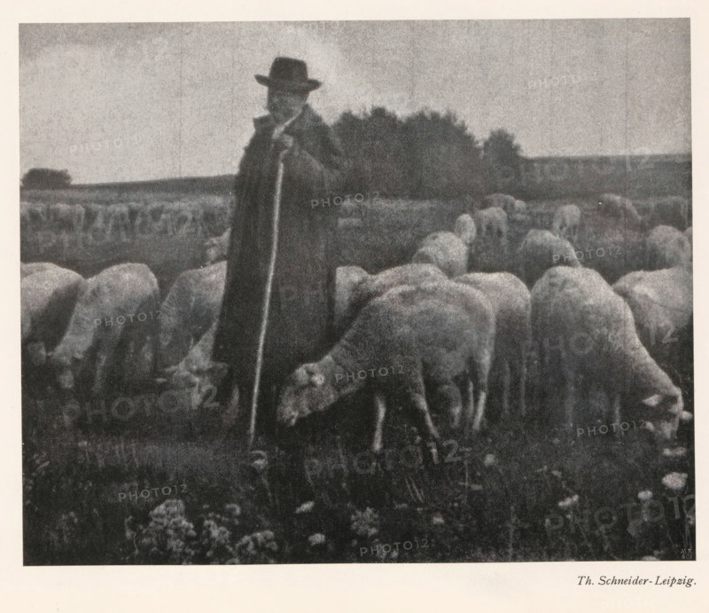 Shepherd with flock, page, photomechanical print, photographer: Th. Schneider, cliché maker: Meisenbach, Riffarth & Cie. (possibly), Berlin, c. 1898 - in or before 1903, clichémaker, paper, autotypie, height 145 mm x width 180 mm, Print on third unnumbered page after page 28., herding, herdsman, herdswoman, shepherd, shepherdess, cowherd, sheep, A grainy black-and-white scene shows a person standing in a field wearing a long dark coat and a wide-brimmed hat, holding a long staff; the person is surrounded by a flock of sheep with woolly bodies facing downward as they graze, and a distant tree line and open sky form the background.