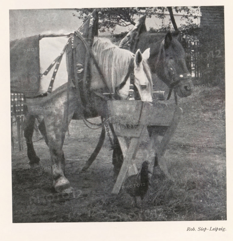 Two caparisoned horses at a manger, page, photomechanical print, photographer: Rob. Siep, cliché maker: Meisenbach, Riffarth & Cie. (possibly), Berlin, c. 1898 - in or before 1903, paper, autotypie, height 139 mm x width 139 mm, Print on fourth unnumbered page after page 28., horse, A grainy black and white photograph showing two horses standing side by side with bridles and harnesses; one horse has a lighter coat and a long mane falling along its neck while the other horse has a darker coat and both animals have their heads lowered toward a wooden trough; assorted straps and metal fittings hang from the harnesses and parts of a wagon or cart are visible behind the horses; the ground beneath them is covered in grass and hay and trees and foliage appear in the background.