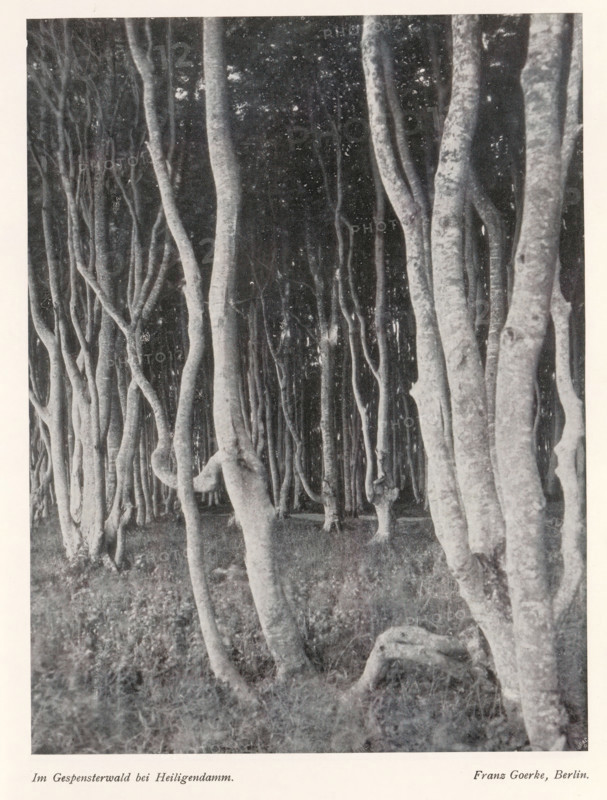 View of a forest, Im Gespensterwald bei Heiligendamm, page, photomechanical print, photographer: Franz Goerke, Bad Doberan, cliché maker: Meisenbach, Riffarth & Cie. (possibly), Berlin, c. 1898 - in or before 1903, Mecklenburg-Vorpommern, paper, autotypie, height 199 mm x width 150 mm, Print on second unnumbered page after page 52, forest, wood, A vertical black and white photograph of a dense stand of tall, slender tree trunks filling the frame, with smooth, pale bark and sinuous, twisting shapes; the trees extend from the foreground into the darker background, creating overlapping vertical lines and visible roots and lower trunks near the grassy forest floor, while the upper areas show a canopy of darker foliage and scattered light spots.
