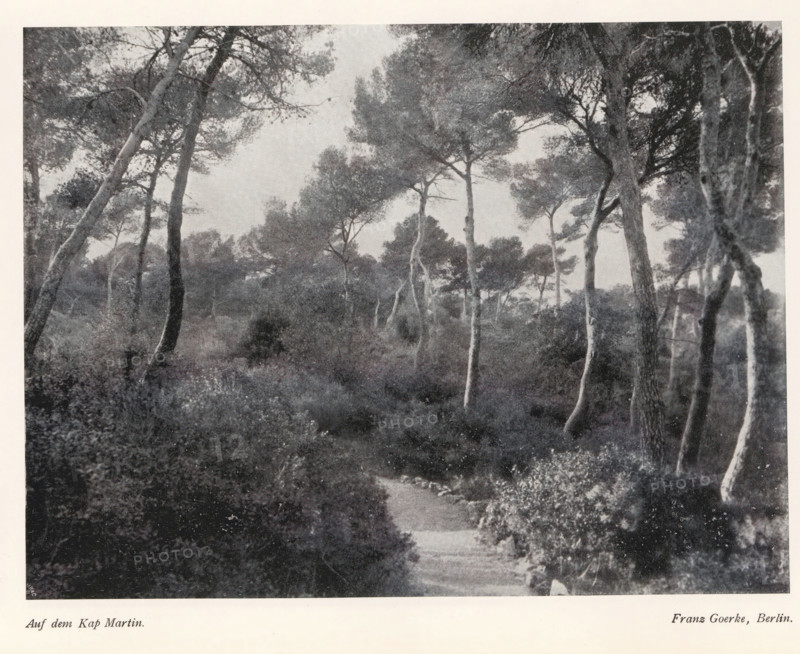 Auf dem Kap Martin, Forest on the Cap Martin near Monaco, page, photomechanical print, photographer: Franz Goerke, Roquebrune-Cap-Martin, cliché maker: Meisenbach, Riffarth & Cie. (possibly), Berlin, c. 1898 - in or before 1903, Provence-Alpes-Côte d'Azur, paper, autotypie, height 149 mm x width 199 mm, Print on third unnumbered page after page 52., forest, wood, A grayscale photograph of a wooded scene showing tall, slender trees with textured trunks and rounded canopies, dense underbrush and shrubs covering the ground, and a narrow winding dirt path leading into the trees, with varied tones creating depth and contrast between foreground foliage and more distant treetops.
