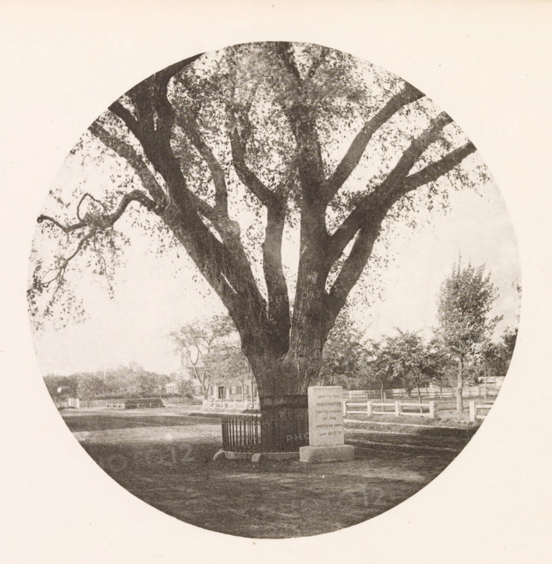 View of the Washington Elm in Cambridge, page, photomechanical print, photographer: William James Stillman, Cambridge (MA), cliché maker: anonymous, United States of America, c. 1866 - in or before 1876, North America, Massachusetts, paper, collotype, photoprint, height 153 mm x width 153 mm, trees: elm, Washington Elm, A large tree with multiple thick dark trunks and spreading branches fills a circular frame, its canopy rendered in a textured pattern of leaves and shadows against a pale background, with a fenced area and a protective metal grate around the trunk base visible, a rectangular stone marker standing near the tree, a low fence and distant trees and buildings appearing in the background, all shown in a monochrome, grainy photographic style.
