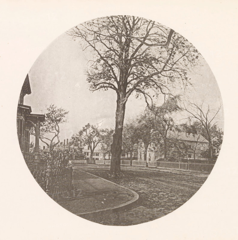 Chestnut tree on Brattle Street in Cambridge, page, photomechanical print, photographer: William James Stillman, Cambridge (MA), cliché maker: anonymous, United States of America, c. 1866 - in or before 1876, North America, Massachusetts, paper, collotype, photoprint, height 154 mm x width 151 mm, facade (of house or building), trees: chestnut-tree, A circular, sepia-toned photograph shows a large, leafless tree with a thick trunk and many branching limbs centered in a street scene, smaller trees with sparse foliage surround it, a paved sidewalk curves around the tree leading toward the foreground, a wrought-iron fence and porch of a building appear at the left edge, a two-story house with visible windows and a pitched roof stands behind the tree on the right, a picket fence runs along the street, and various rooftops and chimneys are visible in the background.