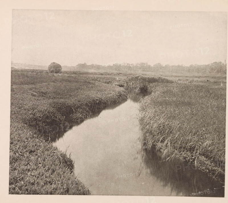 View of the swamp at Cambridge, page, photomechanical print, photographer: William James Stillman, Massachusetts, cliché maker: anonymous, United States of America, c. 1866 - in or before 1876, North America, paper, collotype, photoprint, height 148 mm x width 175 mm, swamp, inland marsh, fens, A monochrome landscape shows a narrow meandering stream bordered by tall grasses and marshy vegetation, with the water reflecting the sky; a rounded haystack or mound sits on the distant flat field, and a low line of trees or shrubs marks the horizon under a pale sky.