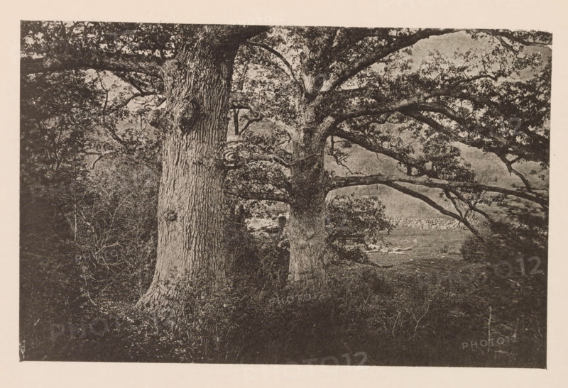 Eiken te Cambridge, page, photomechanical print, photographer: William James Stillman, Cambridge (MA), cliché maker: anonymous, United States of America, c. 1866 - in or before 1876, North America, Massachusetts, paper, collotype, photoprint, height 117 mm x width 180 mm, trees: oak, A monochrome image of a tree-filled scene with two large tree trunks prominent in the foreground, rough textured bark visible, and sprawling branches extending across the frame; dense foliage and smaller branches fill the upper area, while undergrowth and grasses cover the ground; in the background a low stone wall and an open grassy area are partially visible beneath the tree branches.