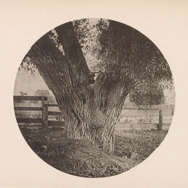 Trunk of a willow, page, photomechanical print, photographer: William James Stillman, Massachusetts, cliché maker: anonymous, United States of America, c. 1866 - in or before 1876, North America, paper, collotype, photoprint, height 152 mm x width 151 mm, trees: willow, A circular, sepia-toned image shows the trunk and lower branches of a large tree with deeply grooved bark in front of a wooden fence, with dense foliage on the tree's branches and textured ground covered in leaves and twigs.
