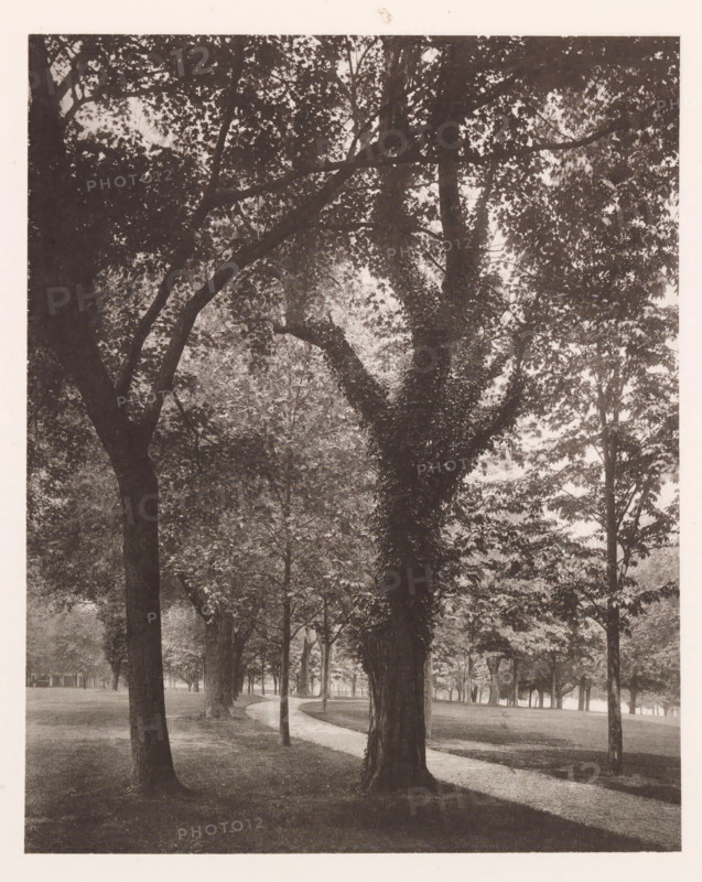 Love lane, photograph, page, photographer: Edward H. Hart, United States Naval Academy, cliché maker: The Photo-gravure Co., New York (city), c. 1885 - in or before 1890, North America, Maryland, Annapolis, paper, collotype, photoprint, height 236 mm x width 186 mm, lane, alley, military academy, A monochrome scene of a tree-lined park with a winding path running through grass, large tree trunks and branches dominating the foreground, dense foliage creating a canopy overhead, smaller trees and trunks visible further along the path, dappled light filtering through leaves, a distant fence or barrier faintly visible near the horizon, and the entire image framed by a light border.