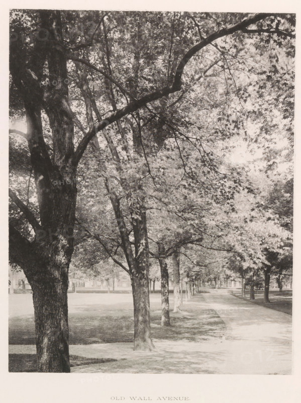 Old wall avenue, photograph, page, photographer: Edward H. Hart, United States Naval Academy, cliché maker: The Photo-gravure Co., New York (city), c. 1885 - in or before 1890, North America, Maryland, Annapolis, paper, collotype, photoprint, height 238 mm x width 186 mm, lane, alley, military academy, A tree-lined avenue viewed from close to the trunks with large rough-barked trees in the foreground and a row of similar trees extending into the distance, a paved path running alongside the trees and curving away, a grassy area beneath the trees, dense leafy canopies overhead with branches arching across the scene, dappled light and shadow on the trunks and ground, and a distant open area visible beyond the trees.