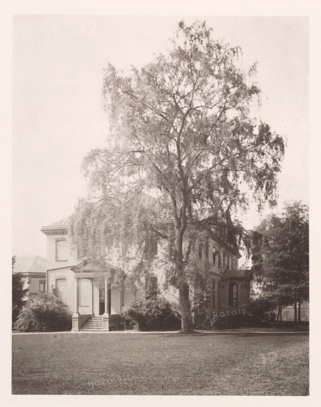 Library and superintendent's office, photograph, page, photographer: Edward H. Hart, United States Naval Academy, cliché maker: The Photo-gravure Co., New York (city), c. 1885 - in or before 1890, Edward H. Hart, The Photo-gravure Co., photographer, cliché maker, North America, Maryland, Annapolis, paper, collotype, photoprint, height 235 mm x width 182 mm, facade (of house or building), public library, military academy, A large tree with a full canopy dominates the foreground, its trunk and branches extending upward and outward with many thin, hanging leaves; behind and partly obscured by the tree is a multi-story brick building with classical architectural elements including a columned portico with steps leading up to it, rectangular windows, and a pitched roof; shrubs and smaller trees surround the base of the building, and a broad expanse of grass fills the lower portion of the scene.