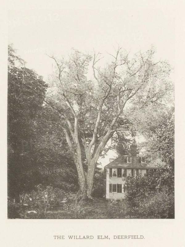 The Willard elm, Deerfield, page, photomechanical print, number: 'XV.', photographer: Henry Brooks, cliché maker: anonymous, United States of America, c. 1880 - in or before 1890, North America, Massachusetts, paper, collotype, photoprint, height 179 mm x width 144 mm, Photo for page 41., facade (of house or building), trees: elm, A large, tall tree with multiple thick trunks and a broad canopy of branches and leaves dominates the foreground, its roots and lower trunk visible at ground level; dense foliage and other trees surround it on both sides, and a multi-story house with shuttered windows and a pitched roof is partially visible behind the tree, with shrubs and plants in the yard.