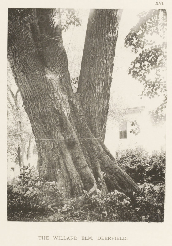 The Willard elm, Deerfield, page, photomechanical print, number: 'XVI.', photographer: Henry Brooks, cliché maker: anonymous, United States of America, c. 1880 - in or before 1890, North America, Massachusetts, paper, collotype, photoprint, height 192 mm x width 141 mm, Photo for page 41., facade (of house or building), trees: elm, A close view of a large tree trunk that splits into two main stems, showing deeply textured bark and exposed roots at the base surrounded by low plants and flowers, with foliage and branches visible at the upper right and a portion of a light-colored building with a window partially visible behind the tree.
