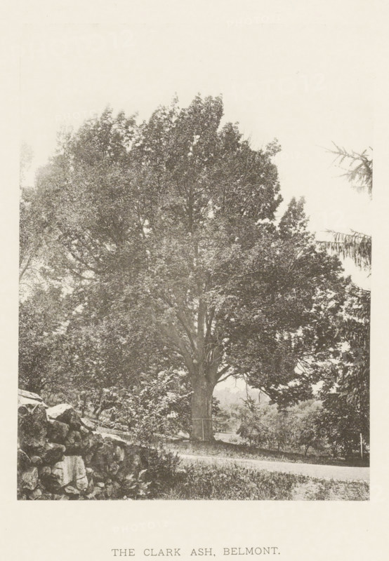 The Clark ash, Belmont, page, photomechanical print, number: 'XXXVII.', photographer: Henry Brooks, cliché maker: anonymous, United States of America, c. 1880 - in or before 1890, North America, Massachusetts, paper, collotype, photoprint, height 194 mm x width 143 mm, Photo for page 63., public road, trees: ash-tree, A large, mature tree with a wide, spreading crown occupies the center of the image, its dense foliage rendered in a grainy, monochrome texture; a sturdy trunk rises from the ground and a small path or road runs horizontally near the base of the tree, while a low stone wall appears in the foreground at the left and additional trees and bushes fill the background and right edge of the scene.