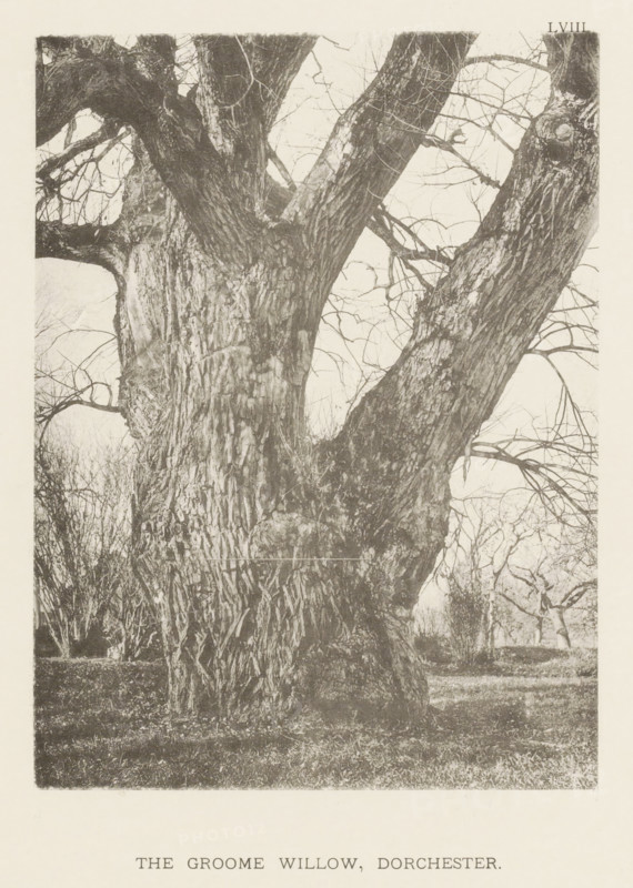 The Groome willow, Dorchester, page, photomechanical print, number: 'LVIII.', photographer: Henry Brooks, cliché maker: anonymous, United States of America, c. 1880 - in or before 1890, North America, Massachusetts, Boston (Massachusetts), paper, collotype, photoprint, height 191 mm x width 143 mm, Photo for page 85., trees: willow, A close-up view of a large, old tree trunk with multiple thick, gnarled branches extending upward and outward, rough deeply textured bark, and a network of thinner bare branches and twigs against a pale background, with low undergrowth and grass at the base and a hint of distant trees visible through the branch openings.