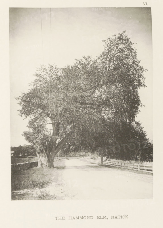 The Hammond elm, Natick, page, photomechanical print, number: 'VI.', photographer: Henry Brooks, cliché maker: anonymous, United States of America, c. 1880 - in or before 1890, North America, Massachusetts, paper, collotype, photoprint, height 190 mm x width 140 mm, Photo after page 32., public road, trees: elm, A large tree with a thick, textured trunk and a wide, dense canopy dominates a dirt road that curves beneath its branches, with a wooden fence running alongside the road and additional trees and low vegetation visible beyond, while utility poles and wires appear near the tree and open sky fills the upper area.