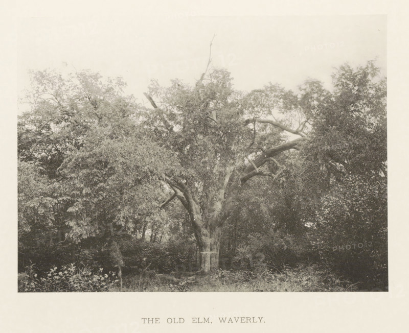 The old elm, Waverly, page, photomechanical print, number: 'IX.', photographer: Henry Brooks, Massachusetts, cliché maker: anonymous, United States of America, c. 1880 - in or before 1890, North America, paper, collotype, photoprint, height 141 mm x width 191 mm, Photo for page 36., trees: elm, A large, mature tree with a thick, gnarled trunk and spreading branches fills the framed image, its dense canopy of leaves creating layered textures of light and dark; surrounding vegetation and undergrowth are visible at the base and along the sides, with various smaller plants and foliage contrasting with the rough bark and sculpted limbs of the central tree.