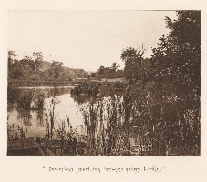 View of a pool near Sleepy Hollow, page, photomechanical print, inscription: ''Sometimes sparkling between grassy borders'', photographer: James Leon Williams, New York, cliché maker: The Photo-gravure Co., c. 1882 - in or before 1887, North America, paper, photoaquatint, height 144 mm x width 191 mm, pound, pool, A sepia-toned scene of a calm waterway edged by tall grasses and reeds in the foreground, with reflections visible on the water surface; dense clusters of leafy trees and shrubs frame the sides and recede into the background where more vegetation and a small structure are partially visible; the right side shows a darker mass of foliage with varied leaf shapes, and the left side and distant banks display lower bushes and treetops beneath a pale, open sky.