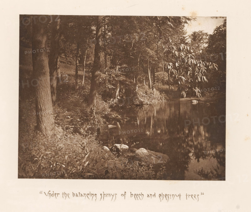 Trees along a lake near Sleepy Hollow, page, photomechanical print, inscription: ''Under the balancing, trees'', photographer: James Leon Williams, Sleepy Hollow, cliché maker: The Photo-gravure Co., New York (city), c. 1882 - in or before 1887, North America, paper, photoaquatint, height 152 mm x width 190 mm, lake, trees, A sepia-toned photograph of a wooded riverside showing tree trunks and leafy branches along a shoreline, a calm reflective body of water occupying the right side of the image, rocks and low vegetation at the water’s edge, overhanging foliage casting reflections on the water, and a pale border surrounding the photograph.