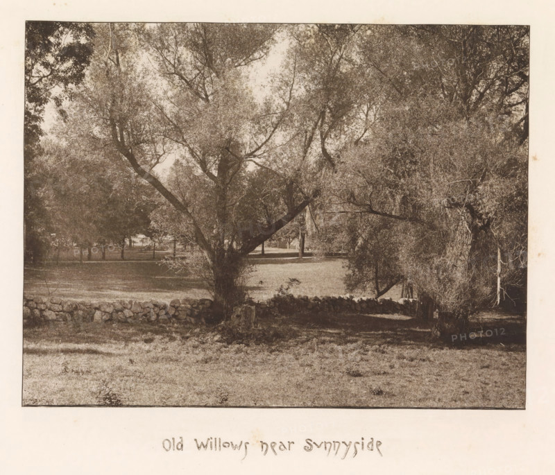 Willows on the estate of Sunnyside, page, photomechanical print, inscription: 'Old willows near Sunnyside', photographer: James Leon Williams, New York, cliché maker: The Photo-gravure Co., c. 1882 - in or before 1887, North America, paper, photoaquatint, height 145 mm x width 189 mm, trees: willow, A sepia-toned photograph showing a grassy open area framed by large, leafy trees with spreading branches and textured trunks, a low stone wall running horizontally across the midground, dense foliage and undergrowth around the tree bases, light filtering through the canopy creating mottled shadows on the ground, and additional trees receding into the background.