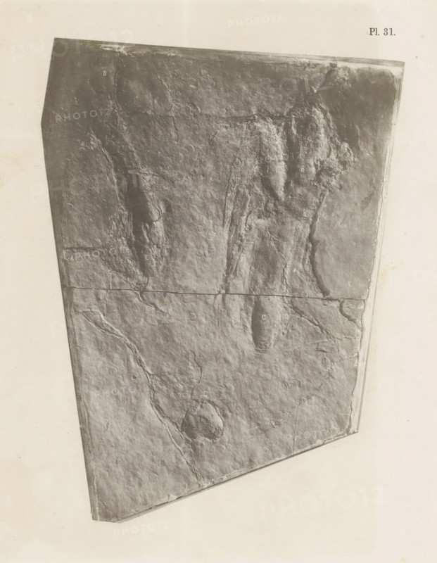 Footprints of the hind legs of a reptile, photograph, page, number: 'Pl. 31.', United States of America, c. 1850 - in or before 1861, photographer, North America, paper, salted paper print, height 195 mm x width 145 mm, Photo in back section of book., foot-print, track, reptiles, A tilted rectangular slab with a rough, uneven stone surface fills most of the image, showing weathered textures, cracks, and shallow depressions; the slab occupies a pale background and has darker irregular grooves and raised areas running vertically and diagonally across it, with faint small circular and elongated indentations scattered on its face and lighter worn edges along its perimeter.