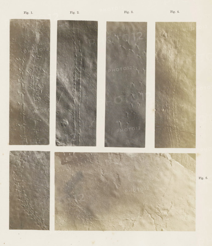 Footprints of six insects or crustaceans, page, Fig. 1. a track of a Lithographus hieroglyphicus, Fig. 2. a track of a Bifurculapes tuberculatus, Fig. 3. a track of a Conopsoides larvalis, Fig. 4. a track of a Bifurculapes, Fig. 5. and Fig. 6. a track of a Bifurculapes laquaetus., number: 'Fig. 1., Fig. 6.', number: 'Pl. 41.', United States of America, c. 1850 - in or before 1861, photographer, North America, paper, salted paper print, height 295 mm x width 240 mm, Photo in back section of book., foot-print, track, A sheet showing multiple vertical and horizontal rectangular panels with textured surfaces resembling crumpled or weathered material, arranged in a grid with light margins between them; the panels vary in tone from darker gray to lighter beige and exhibit creases, ridges, and irregular surface marks; the background around the panels is an off-white paper with small scattered specks and slight discoloration.