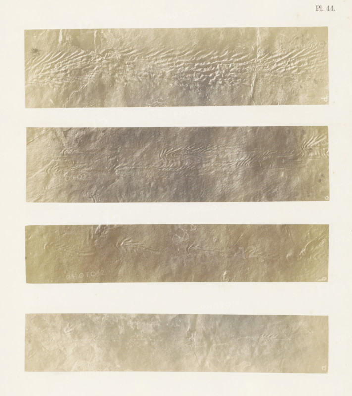 Track of (presumably) a marine mammal, page, Viewed from above the first part of the track, at the bottom the last part., number: 'Pl. 44.', inscription: 'a, d', United States of America, c. 1850 - in or before 1861, photographer, North America, paper, salted paper print, height 295 mm x width 240 mm, Photo in back section of book., foot-print, track, A vertical sheet with a pale background contains several horizontal rectangular panels filled with textured, sandy-gray surfaces that show wrinkled and rippled patterns; the panels are separated by wide pale margins and each textured strip displays variations in tone and subtle creases and folds across the grainy surface.