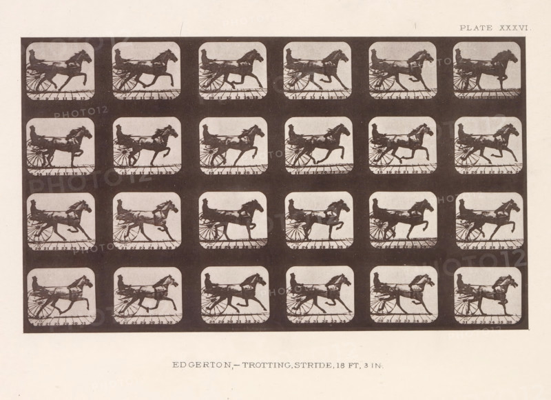 Edgerton, -Trotting. Stride, 18 Ft, 3 In, Twenty-four shots of a trotting horse with a cart behind it, page, photomechanical print, number: 'Plate XXXVI.', photographer: Eadweard Muybridge, Stanford, cliché maker: anonymous, c. 1878 - in or before 1882, paper, photoaquatint, height 119 mm x width 203 mm, horse, animal traction, animal-drawn vehicle (carriage etc.), Motion, A grid of small square frames each showing a dark silhouette of a horse in motion pulling a two-wheeled cart with a seated driver, arranged in rows and columns on a pale background, with each frame containing a horizontal strip at the bottom and rounded corners, and the frames surrounded by a darker rectangular border.