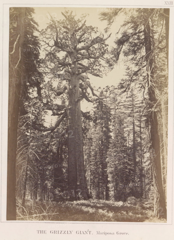 The Grizzly Giant, Mariposa Grove, View of the Grizzly Giant, a giant sequoia in the Mariposa Grove, photograph, page, number: 'XXIII.', photographer: Carleton E. Watkins, c. 1860 - in or before 1868, North America, California, Wawona, paper, albumen print, height 216 mm x width 162 mm, fabulous trees, A tall, broad tree trunk rises from the forest floor, its thick branches extending outward with gnarled, irregular limbs and clusters of foliage; surrounding it are other tall trees with straight trunks and varying branch patterns, some with thin, drooping limbs and exposed roots or lower branches; the ground is covered with grass and low vegetation, and a few small indistinct shapes near the base of the large trunk suggest figures or objects; the overall scene is framed by a light border.