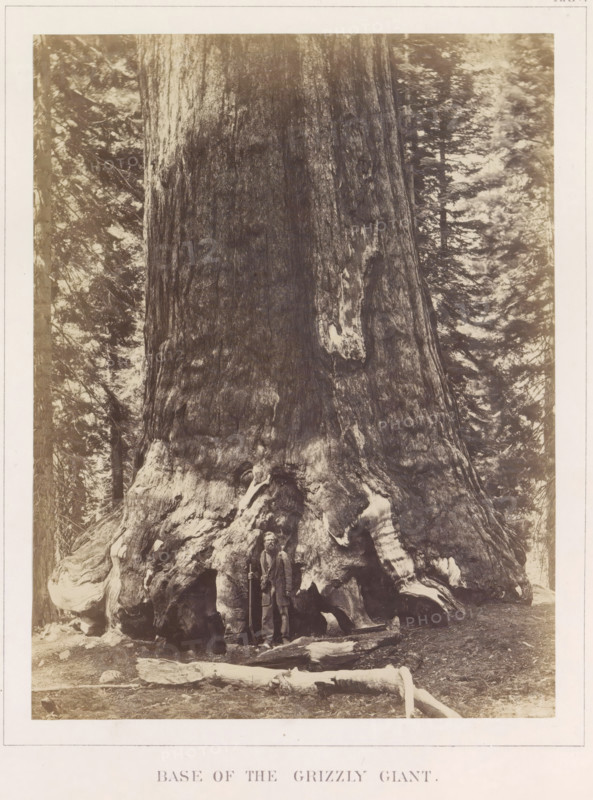 View of the base of Grizzly Giant, a giant sequoia in the Mariposa Grove, Base of the Grizzly Giant, photograph, page, number: 'XXIV.', photographer: Carleton E. Watkins, Mariposa Grove, c. 1860 - in or before 1868, North America, California, Wawona, paper, albumen print, height 205 mm x width 157 mm, fabulous trees, A large tree trunk fills most of the image, showing rough, deeply textured bark and a wide gnarled base with exposed root formations and hollowed cavities; a person stands at the base wearing a jacket and pants and holding a long staff or pole; surrounding the tree are other trees with visible branches and foliage, and the ground in front shows scattered logs and forest floor debris.