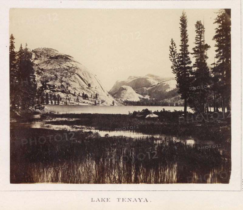 View of Tenaya Lake, Lake Tenaya, photograph, page, number: 'XXVI.', photographer: W. Harris, California, c. 1860 - in or before 1868, North America, paper, albumen print, height 161 mm x width 203 mm, lake, mountains, Tenaya Lake, A sepia-toned landscape photograph showing a calm lake bordered by tall grasses in the foreground and rocky shores in the middle distance, with smooth granite domes and cliffs rising on the left and center, and a stand of tall conifer trees silhouetted on the right, reflected subtly in the water and framed by a pale sky above.