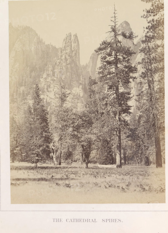 The Cathedral Spires, View of spiers at Middle Cathedral Rock in the Yosemite Valley, photograph, page, number: 'VII.', photographer: Carleton E. Watkins, Yosemite Valley, c. 1860 - in or before 1868, North America, California, paper, albumen print, height 207 mm x width 156 mm, mountains, rock-formations, dale, valley, A sepia-toned landscape photograph showing a meadow in the foreground with low grasses and scattered small plants, a stand of tall trees with varied trunks and branching patterns occupying the middle ground, and steep rocky cliffs and pointed rock formations rising in the background; a particularly tall conifer with visible branches and sparse upper growth stands prominently toward the right side, while other trees with fuller canopies appear nearer the center and left, and the overall image has a faded, vintage appearance with soft tonal contrasts.