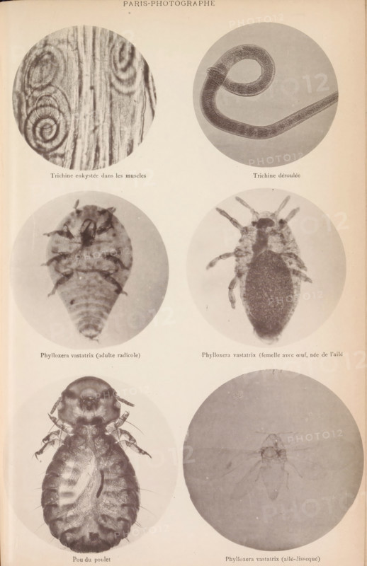Overview of six microscopic enlargements, page, photomechanical print, Top two hairworms, middle two aphids, bottom two aphids., inscription: 'Trichine enkystée, Phylloxera vastatrix (aillé-dissequé)', France, c. 1881 - in or before 1891, paper, collotype, photogravure, height 260 mm x width 170 mm, Page by page 393., microscope, worms, insects: louse, A vertical page shows a grid of circular photographic plates arranged in two columns and three rows, each plate containing a close-up monochrome image of small organisms or textured structures; the top left plate displays a spiral pattern embedded in fibrous vertical striations, the top right plate shows a long curved tubular form coiled into a loop, the middle left plate contains an oval segmented body with a tapered end and small protruding appendages, the middle right plate features an elongated oval creature with multiple short legs radiating from its sides and a darker central area, the bottom left plate presents a larger, more deta...