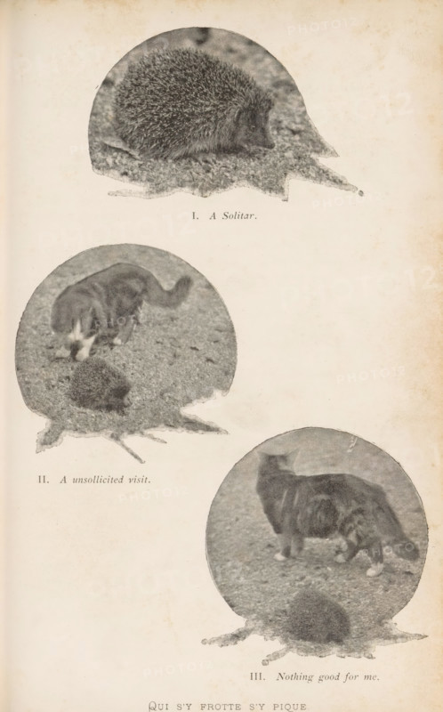 III. Nothing good for me, II. An unsollicited visit, I. A Solitar, Three images of an encounter between a hedgehog and a cat, Qui s'y frotte s'y pique, page, photomechanical print, Above a hedgehog, middle a cat sniffing a hedgehog, below a cat walking away from a hedgehog., c. 1892 - in or before 1897, paper, autotype, height 223 mm x width 144 mm, cat, other mammals: hedgehog, A faded page shows three circular vignette photographs on a light aged background, each containing a hedgehog and a cat in different positions; the top vignette features a curled spiny hedgehog resting on textured ground, the middle vignette shows a cat leaning forward toward a small rounded hedgehog on similar ground, and the lower vignette presents a cat standing with its body in profile above a hedgehog seen from behind, all images rendered in a grainy monochrome tone with irregular vignette edges and mottled paper discoloration around them.