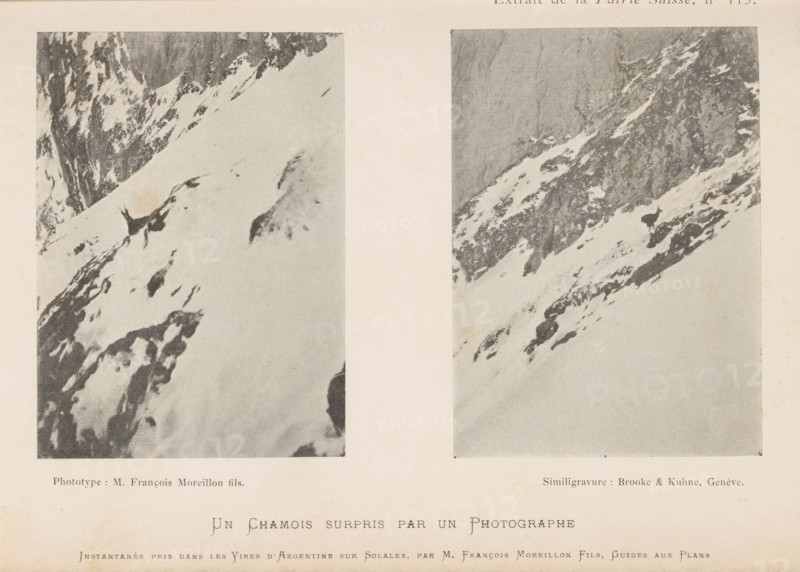 Un Chamois surpris par un Photographie, Two images of a chamois in the snow, page, photomechanical print, inscription: 'Extrait de la Patrie Suisse, No 115.', inscription: 'Instantanés pris dans les Vires d'Argentine sur Solalex, par M. François Moreillon Fils, Guides aux Plans.', maker: Moreillon, François fils., maker: Brooke & Kühn, c. 1893 - in or before 1898, Moreillon, Brooke & Kühn, paper, autotypie, height 144 mm x width 225 mm, Prints opposite page 56., snow, hoofed animals: chamois, Argentina, Two vertically oriented rectangular photographs show steep snow-covered mountain slopes with exposed dark rocky outcrops and patches of snow; the left photograph displays a diagonal snowfield with scattered dark rock shapes and a jagged rock face at the top, while the right photograph features a steep rocky cliff with snow-filled crevices and a dark silhouette of an animal standing on a snowy ledge; a wide pale margin separates the two images and a pale background surrounds them.