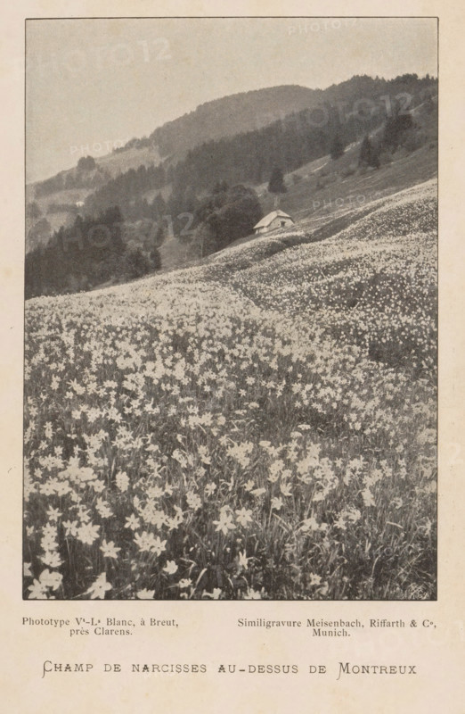View of a field of daffodils near Montreux, Switzerland, Champs de narcisses au-dessus de Montreux, page, photomechanical print, maker: Hoffmann, cliché maker: Meisenbach, Riffarth & Cie., Munich, c. 1894 - in or before 1899, Bavaria, paper, autotypie, height 140 mm x width 100 mm, meadow, pasture, mountains, flowers: narcissus, Montreux, A sepia-toned photograph shows a sloping meadow densely covered in small star-shaped flowers extending from the foreground into the middle distance, with a gently curving path or lighter strip running through the field toward a small simple house with a pitched roof nestled on a rise; behind the house the terrain rises into forested hills with layered ridges and scattered trees, and the scene is framed by a narrow plain border with aged paper texture around the image.