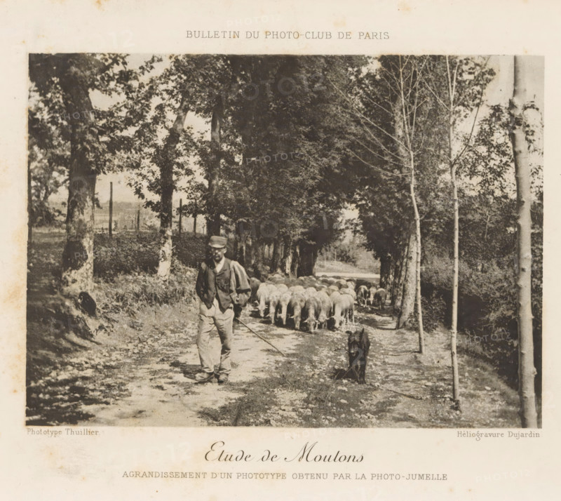 Shepherd with flock of sheep on a country road, Etude de Moutons, page, photomechanical print, inscription: 'Agrandissement d'un Phototype obtenu par la Photo-Jumelle', inscription: 'Bulletin du Photo-Club de Paris', photographer: Thuillier, cliché maker: Dujardin, c. 1888 - in or before 1893, Thuillier, Dujardin, photographer, clichémaker, paper, photoaquatint, height 108 mm x width 149 mm, herding, herdsman, herdswoman, shepherd, shepherdess, cowherd, sheep, herd, flock, A black and white photograph of a tree-lined dirt path with tall trees on both sides and dappled light through the leaves, showing a man walking toward the camera wearing a cap, jacket, trousers, and carrying a long stick, with a flock of sheep following behind him and a dog walking ahead on the path, framed by trunks and foliage and bordered by light-colored margins.