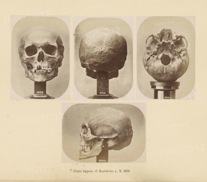 Four images of a Sami male skull, Cranio lappone, di Kautokeino ?, No. 2608, page, Top left a front view, top center a rear view, top right a view of the underside, bottom a side view., number: '2608', number: 'Tavola XXXVII.', photographer: Paolo Mantegazza, Scandinavia, photographer: Carlo Pietro Stefano Sommier, c. 1870 - in or before 1880, paper, albumen print, height 254 mm x width 340 mm, Photos in photo section at the back., (human) skull, Three sepia-toned photographic panels show human skulls mounted on stands against a plain background, with one panel displaying a frontal view of a skull with visible eye sockets and teeth, another showing the rounded back of a skull, and a third presenting the base of a skull with the underside and dental arches exposed; below these panels is a larger sepia photograph of a skull in profile mounted on a stand, and the images are arranged on a pale, aged paper with minor spots and discoloration.