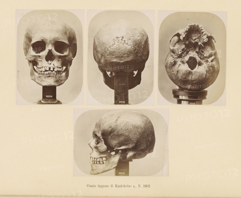Four images of a Sami male skull, Cranio lappone, di Kautokeino ?, No. 2602, page, Top left a front view, top center a rear view, top right a view of the underside, bottom a side view., number: 'Tavola XXXVIII.', number: '2602', photographer: Paolo Mantegazza, Scandinavia, photographer: Carlo Pietro Stefano Sommier, c. 1870 - in or before 1880, paper, albumen print, height 254 mm x width 340 mm, Photos in photo section at the back., (human) skull, A pale sheet displaying four sepia photographs of a human skull arranged in a grid, each image showing a different viewpoint: a frontal view with empty eye sockets and visible upper and lower teeth mounted on a dark stand, a rear view showing the curved skullcap and sutures on a support, an underside view revealing the toothless upper jaw and a large opening with the skull on a round base, and a profile view showing the cheekbone, jawline, and teeth on a dark pedestal, all images framed with rounded corners against a light background.