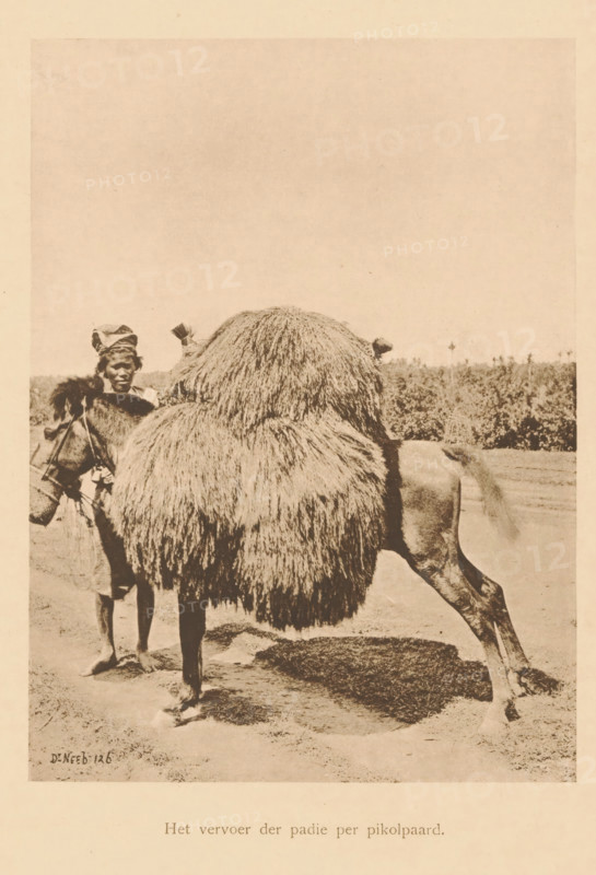 The transport of paddy by pikol horse, A loaded horse, page, photomechanical print, maker: Christiaan Johan Neeb, c. 1892 - in or before 1897, paper, collotype, photoprint, height 164 mm x width 121 mm, horse, Indonesia, A sepia-toned photograph showing a person standing beside a camel with a large, shaggy load on its back; the person wears a wrapped head covering and light clothing and holds the camel’s reins while looking toward the animal; the camel’s dense, fringe-like covering nearly obscures its body, leaving visible a hind leg and part of its tail; the ground beneath them is sandy and there is a low, distant horizon with sparse vegetation behind them.