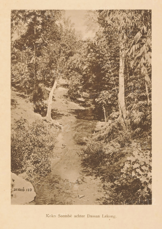 Koko Seembe behind Dassan Lekong, View of a water in a wooded area, page, photomechanical print, maker: Christiaan Johan Neeb, c. 1892 - in or before 1897, paper, collotype, photoprint, height 168 mm x width 122 mm, trees, landscapes with waters, waterscapes, seascapes (in the temperate zone), Indonesia, A sepia-toned vertical photograph shows a narrow stream flowing away from the foreground into a wooded area, with banks lined by grass, low shrubs, and scattered rocks; slender tree trunks and denser foliage rise on either side, with leafy branches forming a canopy overhead and patches of undergrowth and bamboo-like leaves visible along the right side.