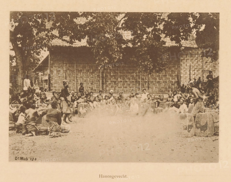 View of a group of unknown persons in a circle before a cockfight, Cockfight, page, photomechanical print, maker: Christiaan Johan Neeb, c. 1892 - in or before 1897, paper, collotype, photoprint, height 118 mm x width 165 mm, historical persons, cock-fighting, Indonesia, A sepia-toned photograph shows a large group of people gathered outdoors in front of a woven wall and thatched roof, with tree branches and leaves hanging overhead; many seated and kneeling figures form a semicircle facing the center where a few people stand, several woven cages or baskets are arranged on the ground among the people, and some individuals wear patterned cloths while others are bare-chested.