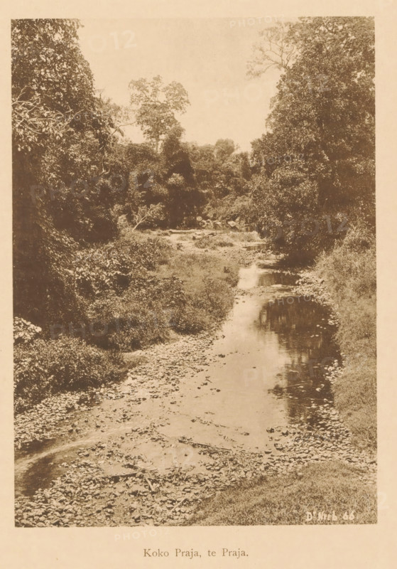 Koko Praja, te Praja, View of a river in a wooded area, page, photomechanical print, maker: Christiaan Johan Neeb, c. 1892 - in or before 1897, paper, collotype, photoprint, height 166 mm x width 119 mm, trees, river, Indonesia, A vertical sepia-toned photograph showing a narrow river or stream running from the foreground toward the background, flanked by dense foliage and trees on both sides, with a pebbly or rocky riverbed visible along the nearer banks and reflections of the trees in the water.