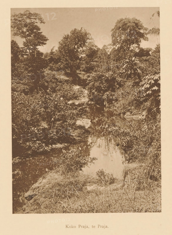 Koko Praja, te Praja, View of a river in a wooded area, page, photomechanical print, maker: Christiaan Johan Neeb, c. 1892 - in or before 1897, paper, collotype, photoprint, height 166 mm x width 119 mm, trees, river, Indonesia, A sepia-toned photograph of a natural scene showing dense foliage and tall trees surrounding a narrow waterway that reflects nearby vegetation; grasses and shrubs line the banks, and layered trees fill the background under a clear sky, with varied textures of leaves and undergrowth visible throughout the image.